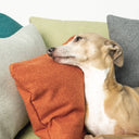 A dog lying in a dog bed, leaning against several small mini bolster pads in multiple colours, small cushions, made as pet bed accessories for comfort and support. 
