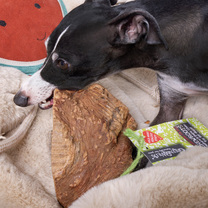 A black and white italian greyhound dog chewing a natural chew root sitting on top of a faux-fur dog blanket in golden fawn with a suede watermelon shaped dog toy in the background.