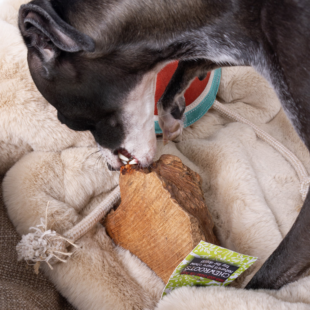 A black and white italian greyhound dog chewing a natural chew root sitting in ao dog basket with a faux-fur dog blanket in golden fawn with a suede  dog toy in the background.