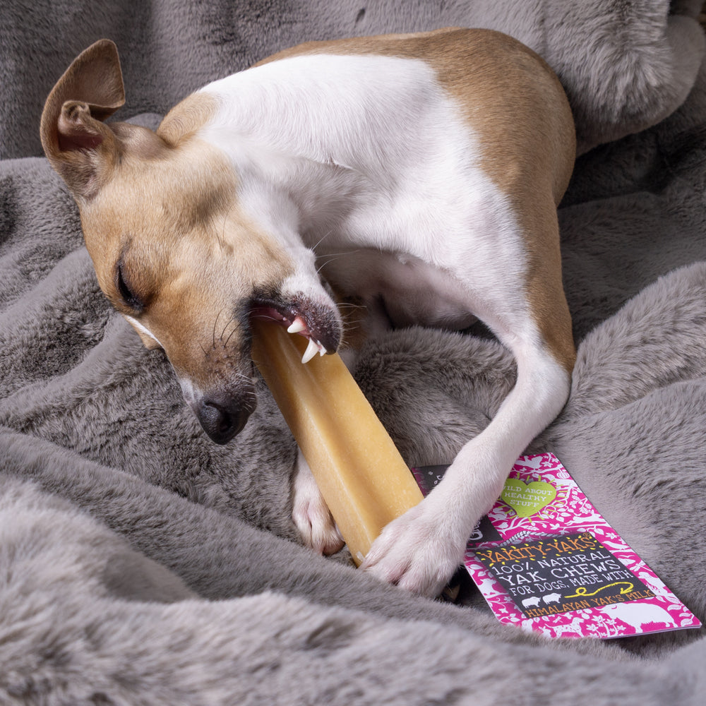 Italian Greyhound dog chewing on a 100% natural dog yak chew in a dog basket with a faux-fur blanket in a smokey grey blue colour.
