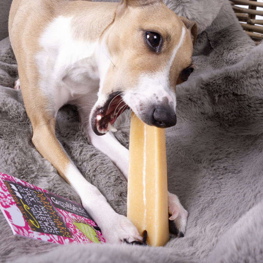Italian Greyhound dog chewing on a 100% natural dog yak chew in a dog basket with a faux-fur blanket in a smokey grey blue colour.