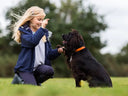 A young blonde girl in a navy blue jacket and grey shirt kneels on a green grassy field, smiling and holding the paw of a dark brown working cocker spaniel dog wearing an orange leather classic dog collar by Petiquette.