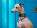 A fawn Italian Greyhound dog in profile wearing a dark green Italian Greyhound Sighthound Dog Collar with a House Collar and ID tag set against a vibrant blue door.
