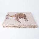 Italian Greyhound dog sleeping very comfortable on a folded beige, luxury sherpa fleece dog blanket on a white backdrop.
