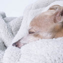 Close up of the head of an Italian Greyhound dog sleeping with their nose buried in a soft, plush grey sherpa fleece dog blanket on a white backdrop.