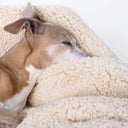 Close up of the head of an Italian Greyhound dog sleeping with their nose buried in a soft, plush beige sherpa fleece dog blanket on a white backdrop.