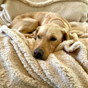 Labrador dog lying on a beige luxury sherpa fleece dog blanket.