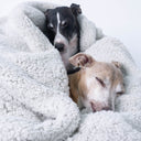Close up of two Italian Greyhound dogs  wrapped up sleeping in a soft, plush grey sherpa fleece dog blanket on a white backdrop.