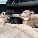 Two Italian Greyhound dogs lying in the boot/trunk of a caron a soft, fluffy sherpa fleece blanket in a beige colour.