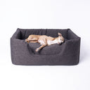 Italian Greyhound dog lying on a dark gray high-wall pet bed against a white background.