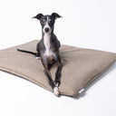 Dog sitting on a beige travel dog bed cushion with a white background