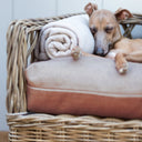 Close up of a dog sleeping on a raised rattan dog bed with beige luxury mattress and small oyster-coloured blanket rolled into a small pillow.