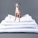 A dog sitting on top of four different size slimline dog bed mattresses on a grey backdrop.