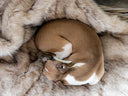 A small fawn and white dog curled up cosy, sleeping on a machine washable dog blanket made with soft beige faux-fur.