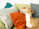 A dog lying in a dog bed, with multipple small mini bolster cushions assupportive pillows.
