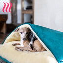 Close up shot of two Italian Greyhound dogs peeking out from inside a cosy, cave bed style dog snuggle bed with a teal velvet outer cover and cream faux-fur fleece lining in a home setting. 