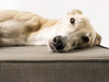 We donate 50% of the profits from this bed to the Forever Hounds Trust