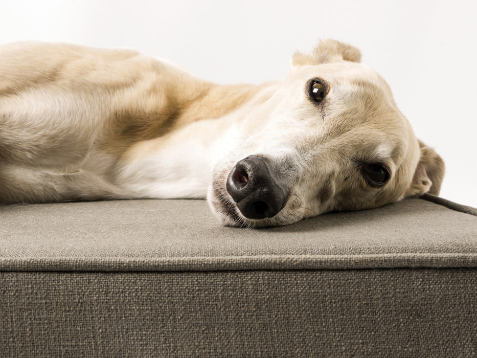 Baloo looking rather handsome on the GRWE Big Memory Foam Dog Bed in Earth