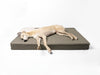The Forever Hounds Trust Big Memory Foam Dog Bed in Earth