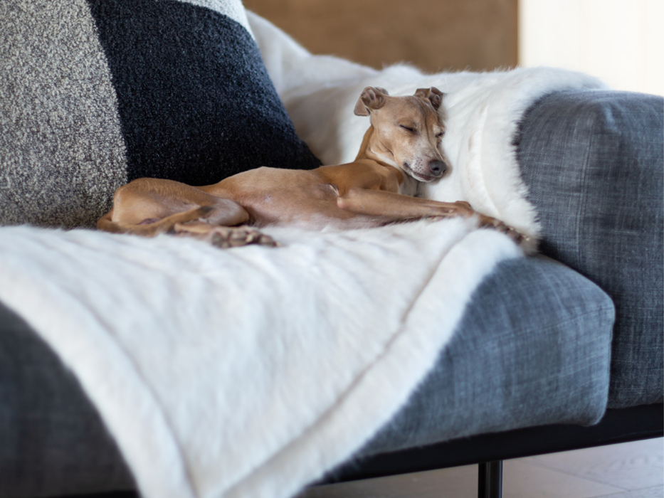 Faux-Fur Dog Blanket in Polar Bear