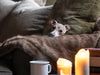 Charley Chau Faux-Fur Dog Blanket in Foxy - machine washable, designer dog blanket