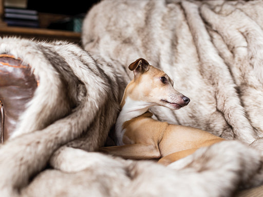 Charley Chau Faux-Fur Dog Blanket in Oatmeal - machine washable, designer dog blanket