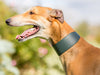 Bespoke Leather Greyhound Collar - Bottle Green - by Petiquette Collars at Charley Chau