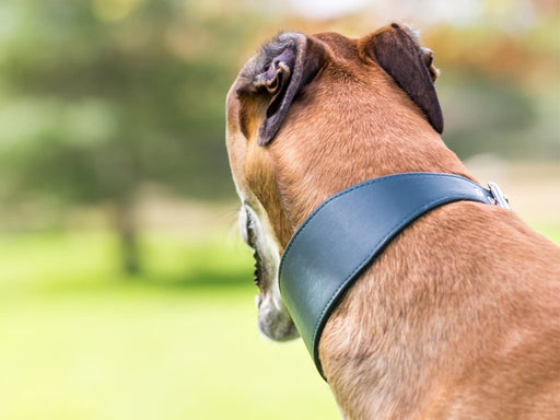 Bespoke Leather Greyhound Collar - Bottle Green - by Petiquette Collars at Charley Chau