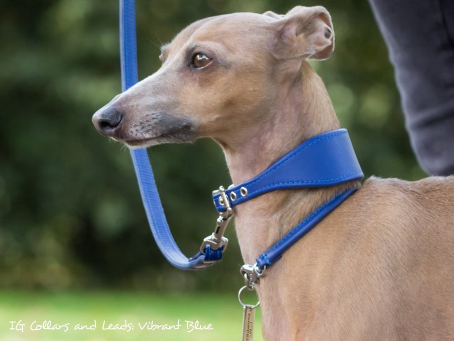 Bespoke Italian Greyhound Collar - Vibrant Blue