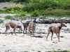 Bespoke Leather Dog Collars for Italian Greyhounds