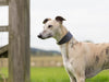 Bespoke Leather Whippet Collar - School Grey