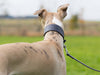 Bespoke Leather Whippet Collar - School Grey