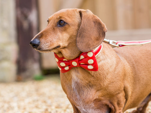 Bow Tie Leather Dog Collar by Holly&Lil