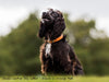 Classic Leather Dog Collar in Orange Peel modeled by Puffin, Working Cocker Spaniel