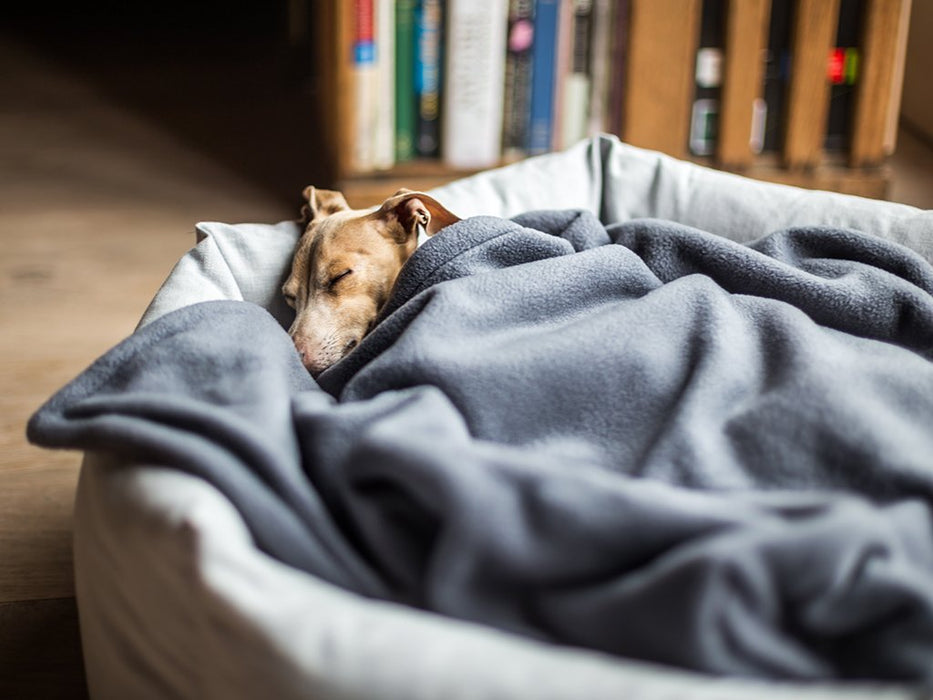 Charley Chau Double Fleece Dog Blanket