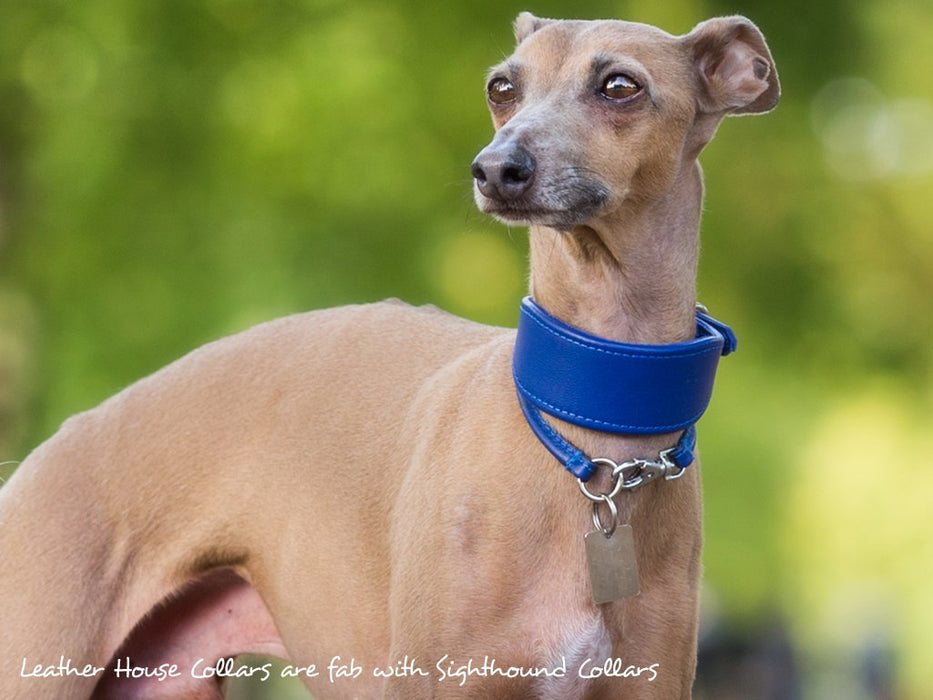 Leather House Collar in Vibrant Blue