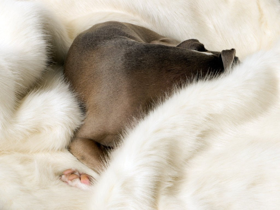 Charley Chau Faux-Fur Blanket in Polar Bear