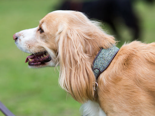 Holly and lil deals dog collars