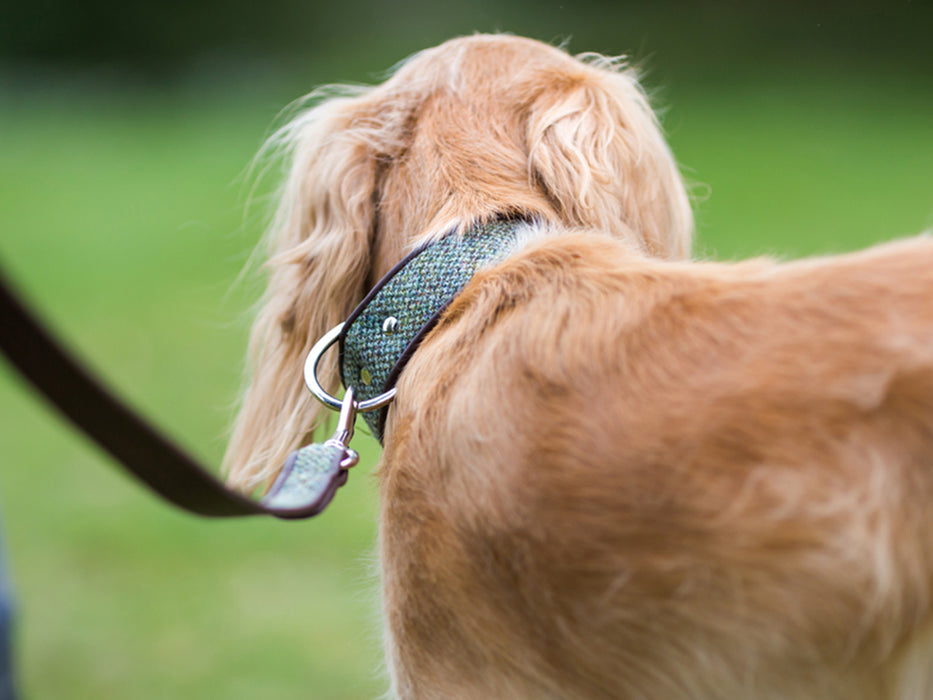 Wide Dog Collars in Harris Tweed by Holly&Lil