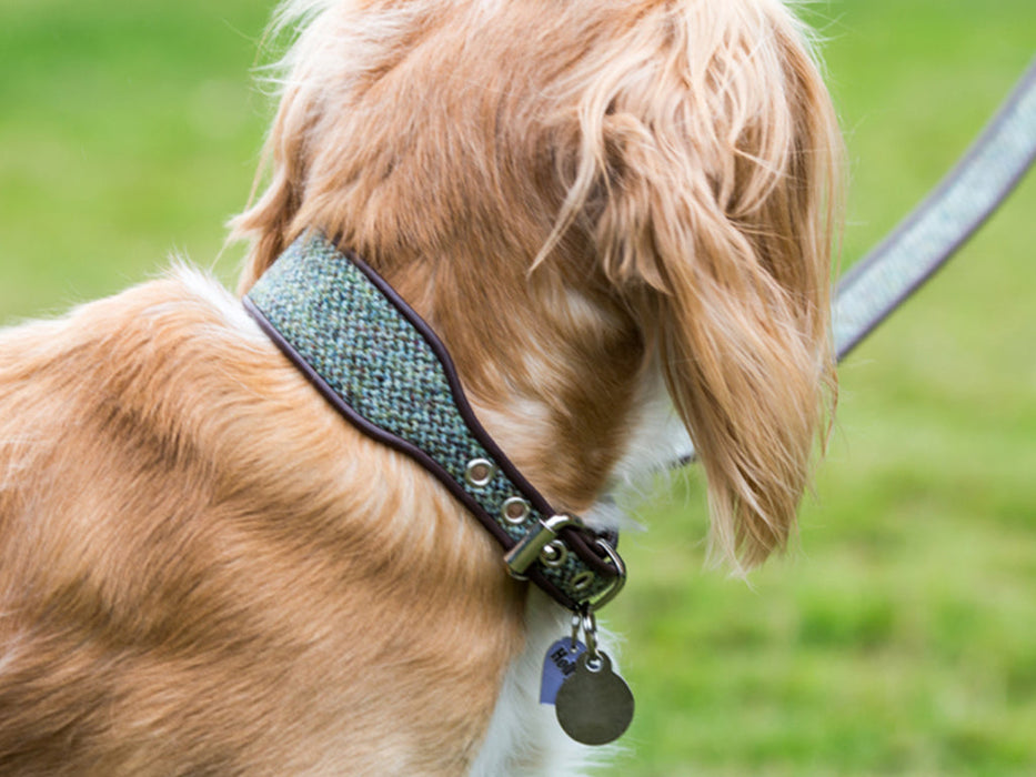 Wide Dog Collars in Harris Tweed by Holly&Lil