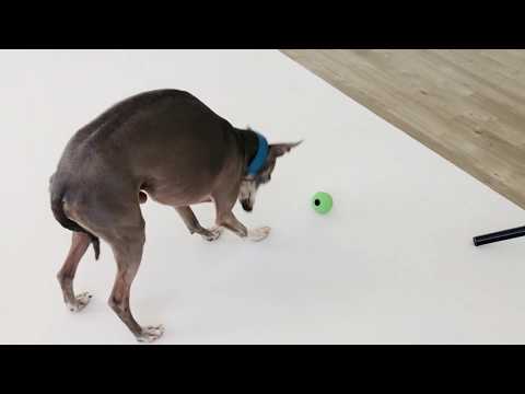 Natural Rubber Treat Ball by Beco Pets at Charley Chau