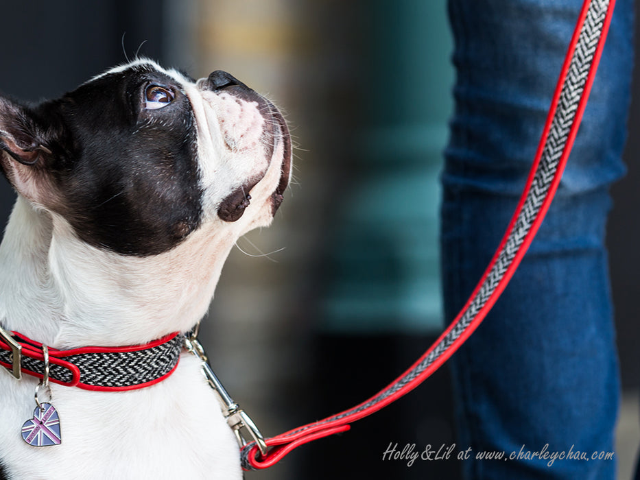 Harris Tweed Designer Dog Lead by Holly&Lil