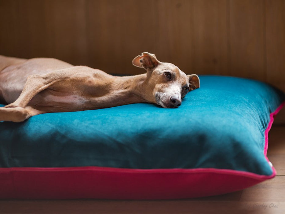 Charley Chau luxury dog bed mattress with removable covers
