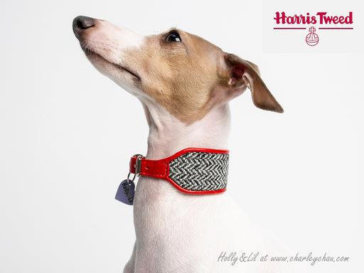 Sighthound Collar in Harris Tweed by Holly&Lil - for Italian Greyhounds, Whippets, Greyhounds and Lurchers