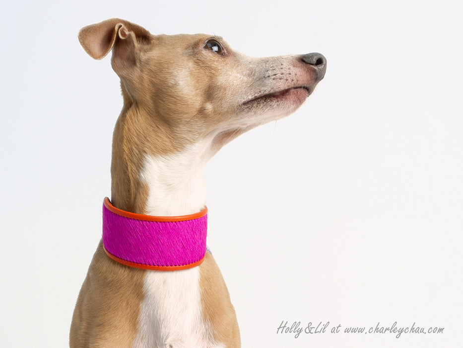 Brightside Sighthound Collars by Holly&Lil - for Italian Greyhounds, Whippets, Greyhounds, Lurchers and other Sighthound Dog Breeds